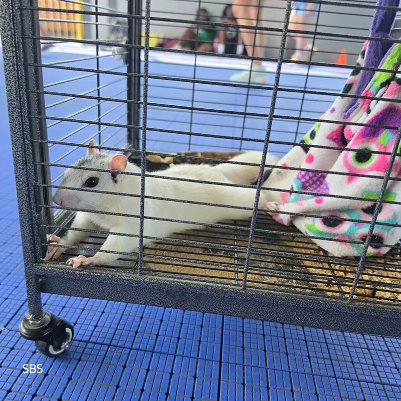 Rescue Animals