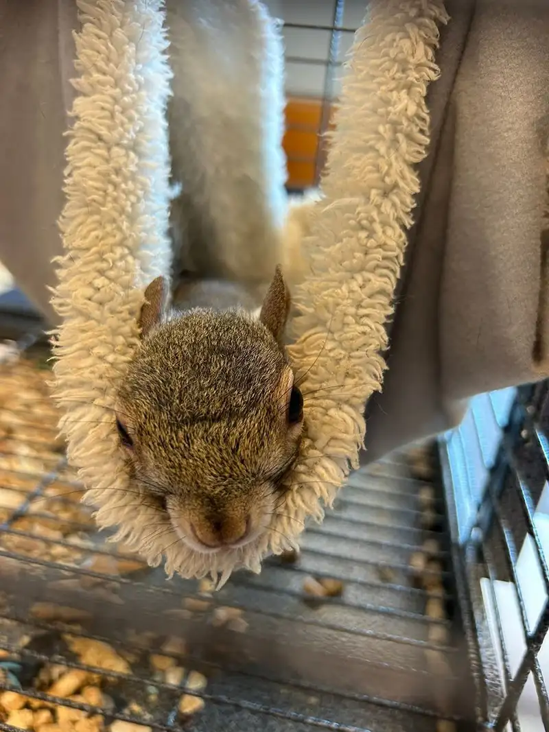 Rescue Animals
