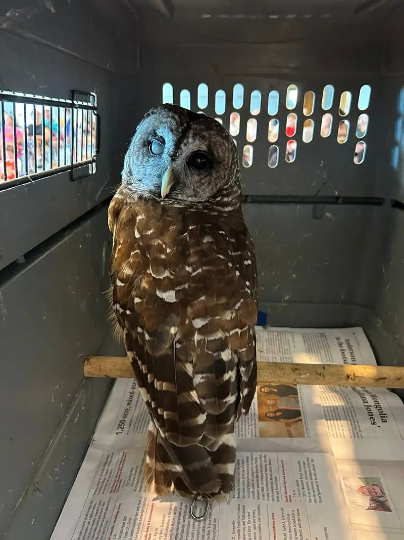 Rescue Animals