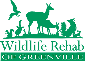 Wildlife Rehab of Greenville